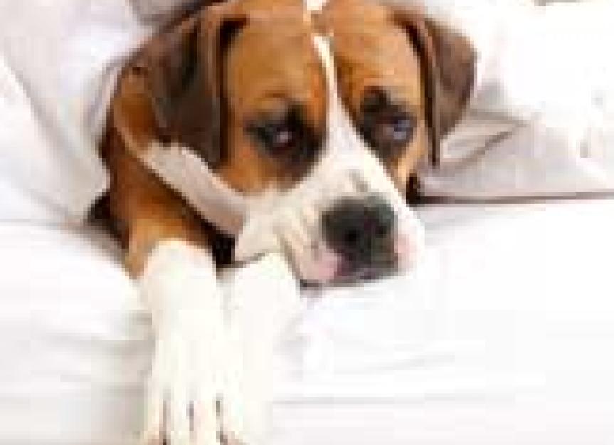 Inflammatory Bowel Disease in Dogs and Cats PetMD